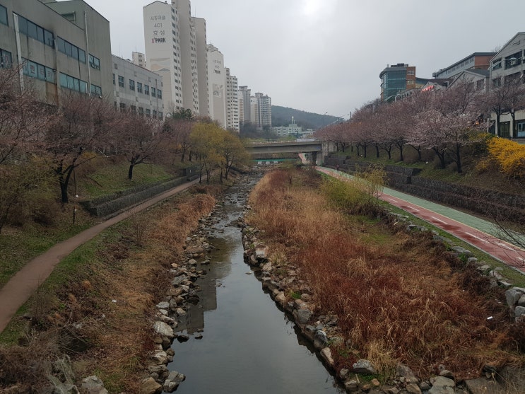 용인 벚꽃 가득한 정평천(풍덕천) 자전거길 걸어봤어요!