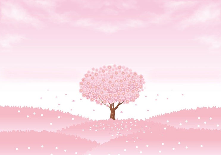벚꽃 영어로 관련 예문 (만개, 축제) cherry blossom