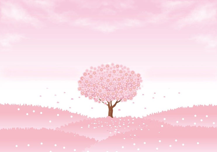  벚꽃 영어로 관련 예문 (만개, 축제) cherry blossom