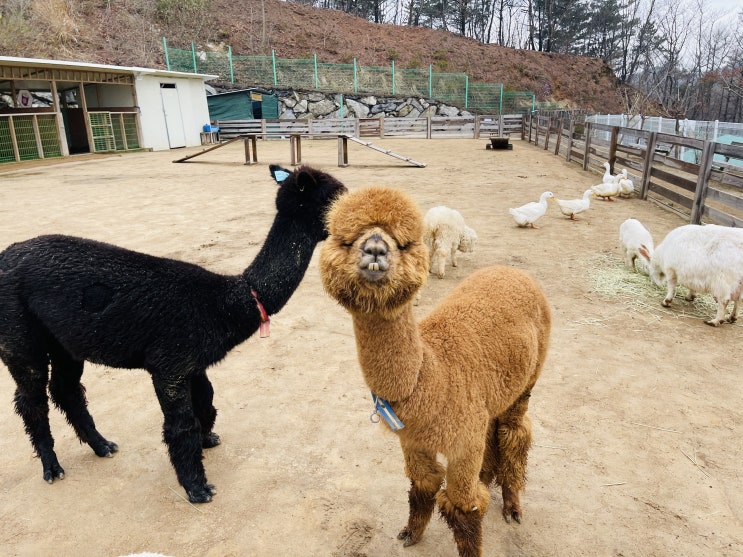  인천강화_보고,듣고,교감하는 자연친화적인 국가인증 정식 어린이 동물원 "프렌쥬랜드" (실내/야외/알파카 귀여움 주의)