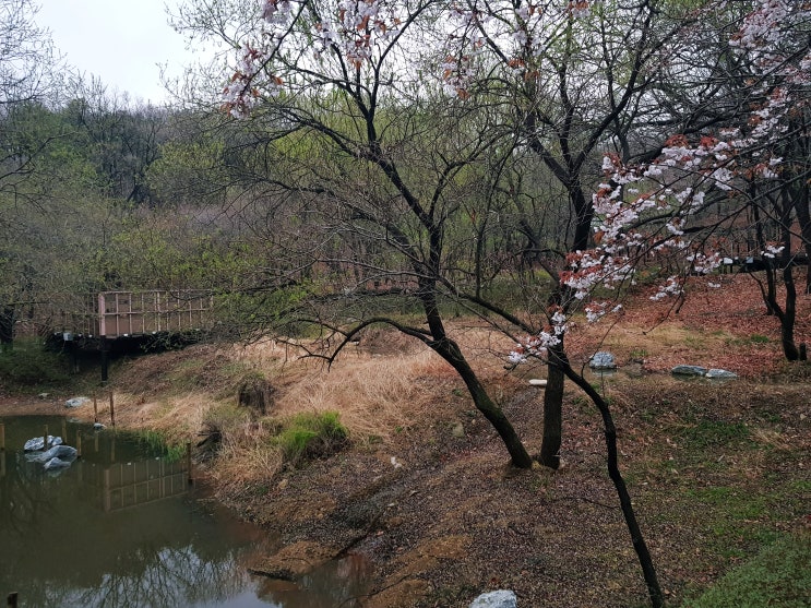  날씨 좋은 초저녁 봄날 수지생태공원 산책하기!