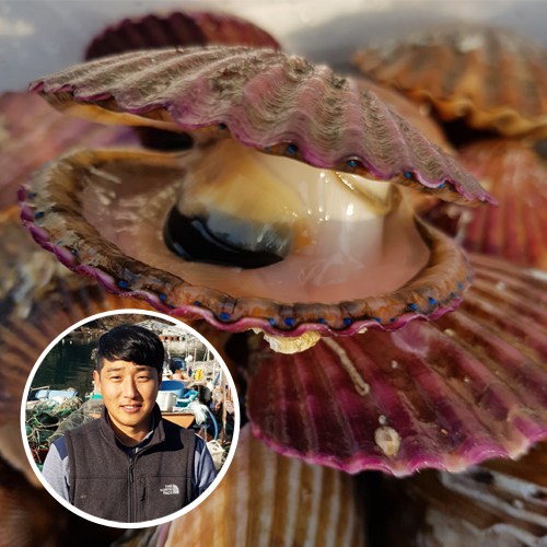 인기 많은 하고잽이굴이야기 브러쉬세척 깔끔 통영 홍가리비1kg, 1개 ··· 인기 많은 하고잽이굴이야기 브러쉬세척 깔끔 통영 홍가리비1kg, 1개 ···