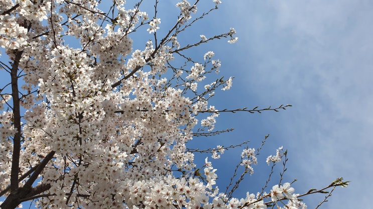 벚꽃명소 안양천 벚꽃길 3월 31일 지금의 모습