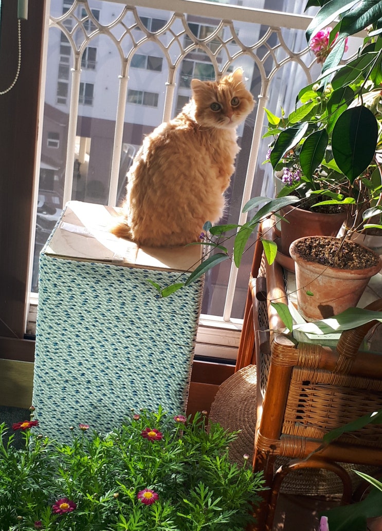  까치를 기다리는 고양이의  자세