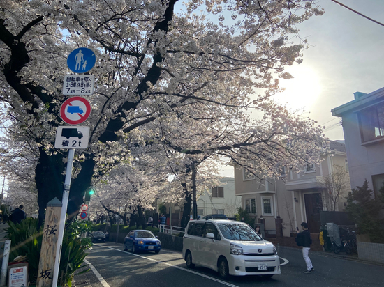 [일본일상] 일본은 벚꽃이 만개하였습니다4.(타마가와 사쿠라자카)