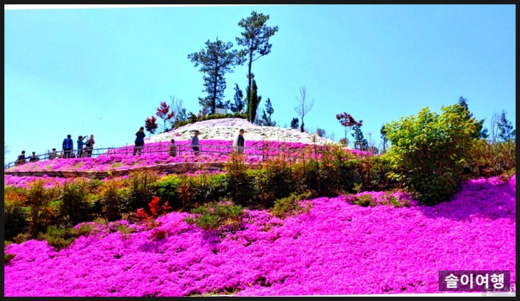 전북 4월에 꼭 가봐야 할 멋진곳 2편 - 진안고원  꽃잔디 축제