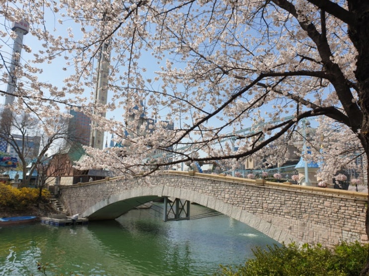 활짝핀석촌호수벚꽃길 활짝핀석촌호수벚꽃길