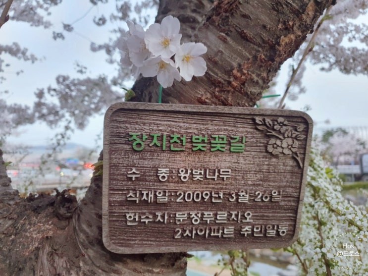  예쁜 벚꽃의 계절, 봄이 왔어요 ; 올해도 장지천 벚꽃길에서 소박하게 벚꽃 나들이해요 >_<