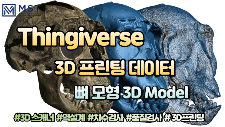  [3D프린트]싱기버스 뼈모형/두개골 모형 3D데이터
