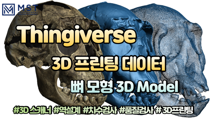 [3D프린트]싱기버스 뼈모형/두개골 모형 3D데이터