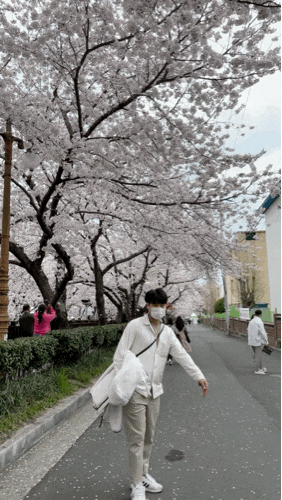  [진해,계룡 여행] 갑자기 가버린 꽃놀이