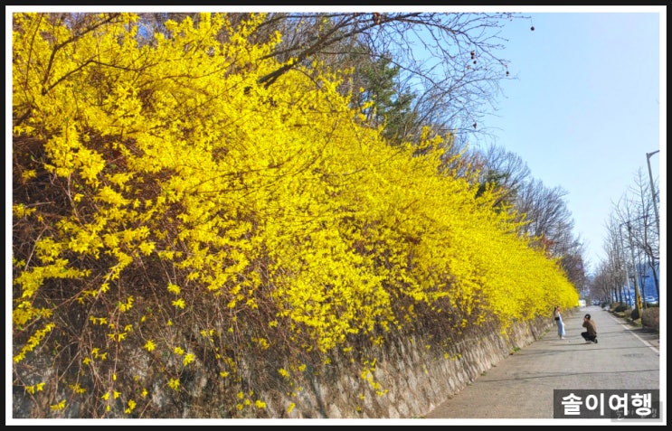  개나리가 활~짝 핀 전주 화산체육공원