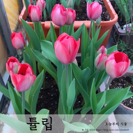  튤립 구근 키우기, 튤립 구근 식재부터 개화, 관리까지
