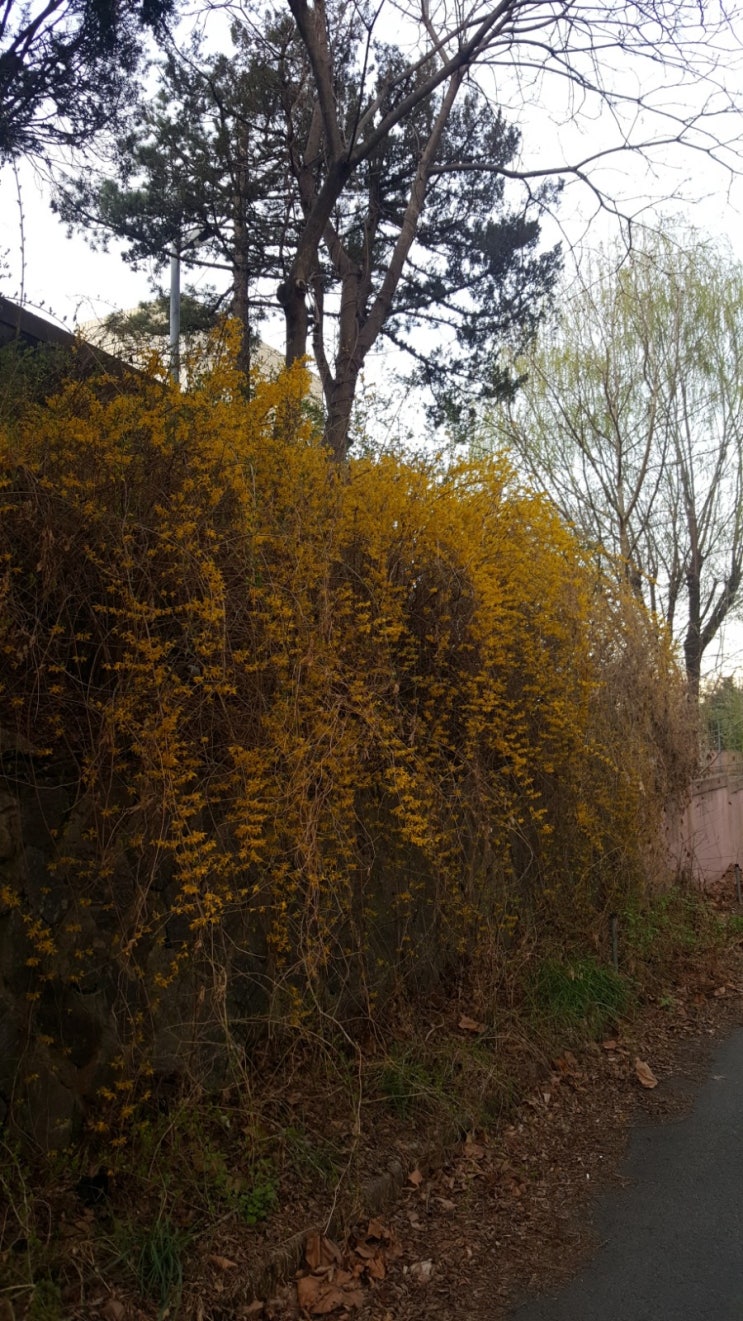  포일자이 주변 사진 3/31