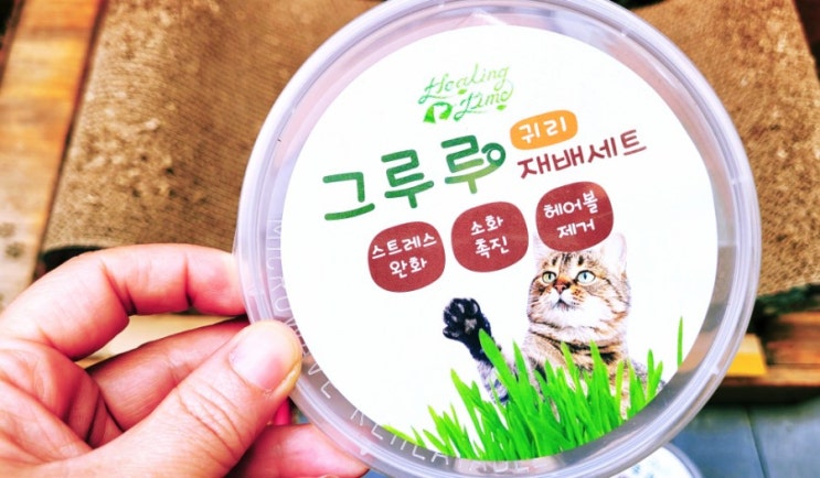  고양이들이 좋아하는 귀리를 잘 키워보세.