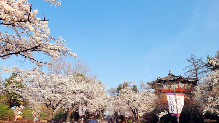  서울 벚꽃 명소 서울 어린이대공원 벚꽃 만개한 날