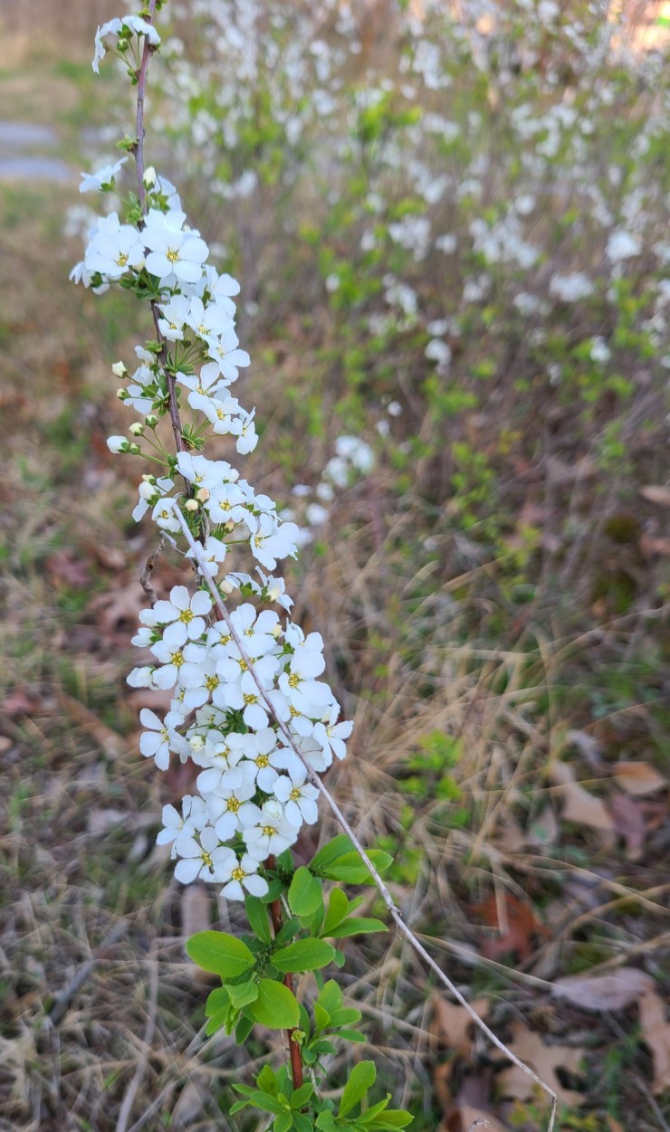 봄꽃 | 조팝나무, 진달래