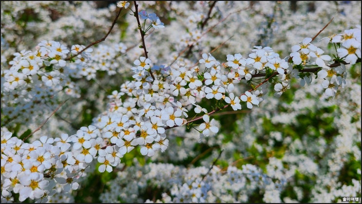  전주 중인동 꽃길을  걸어요.