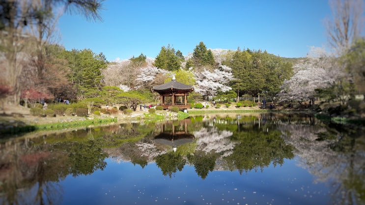  경주 보문 대표적인 벚꽃 명소 3곳