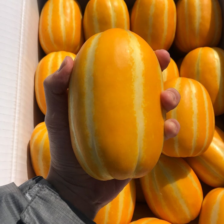 의외로 인기있는 당도보장 성주 참외 특품 2.5kg 4.5kg, 중소과 2.5kg 좋아요 의외로 인기있는 당도보장 성주 참외 특품 2.5kg 4.5kg, 중소과 2.5kg 좋아요