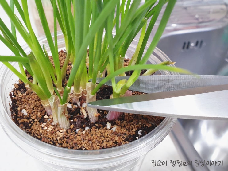  [홈가드닝] 쪽파 마지막 이야기(수확해서 먹었습니다)