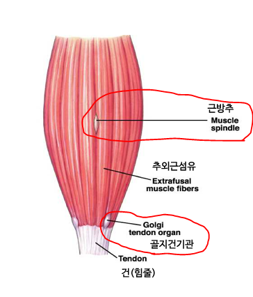  [폼롤러] 아아앙 아팡... 폼롤러가 신체에 미치는 영향 정리