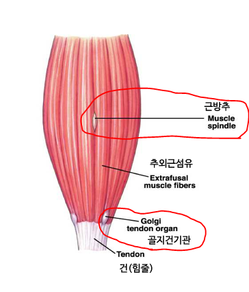 [폼롤러] 아아앙 아팡... 폼롤러가 신체에 미치는 영향 정리