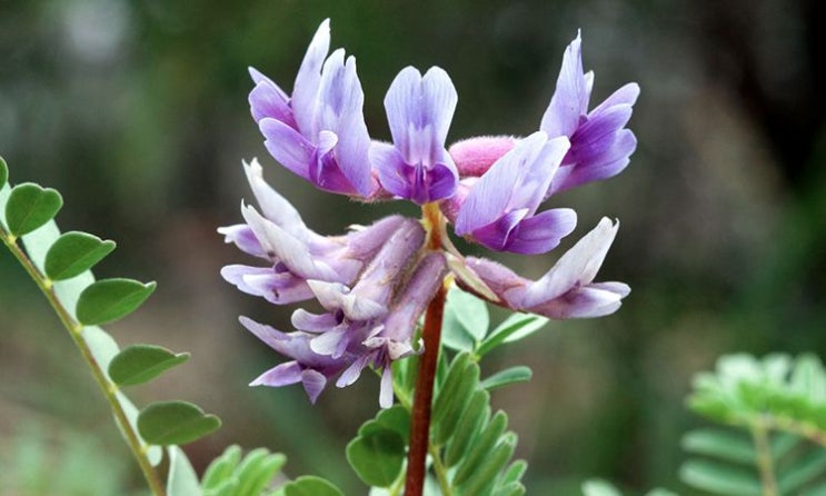  Astragalus membranaceus (황기)