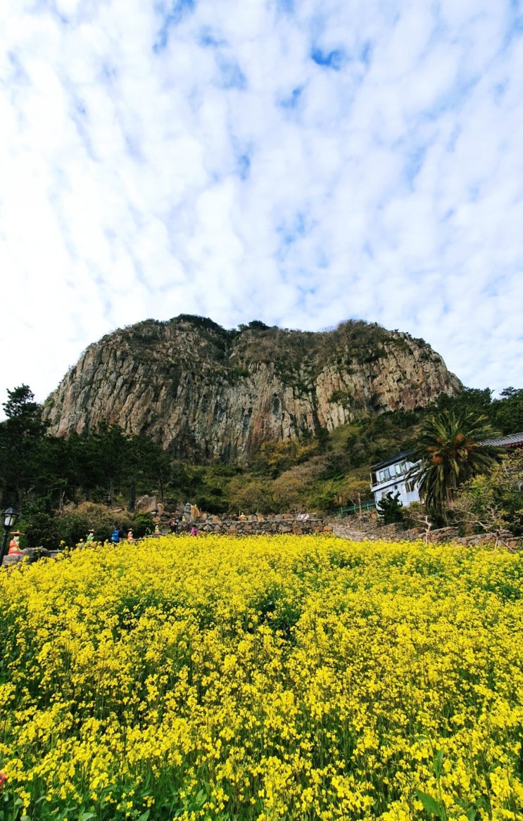  제주 유채꽃 명소 산방산 산방굴사까지 다녀왔어요