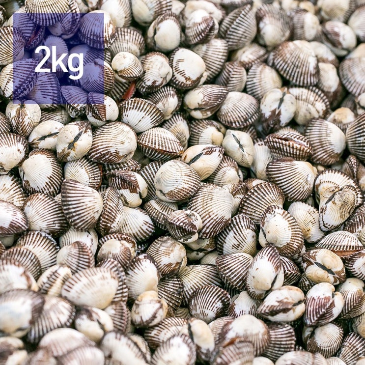 구매평 좋은 국내산 활 새꼬막 2kg 추천합니다 구매평 좋은 국내산 활 새꼬막 2kg 추천합니다