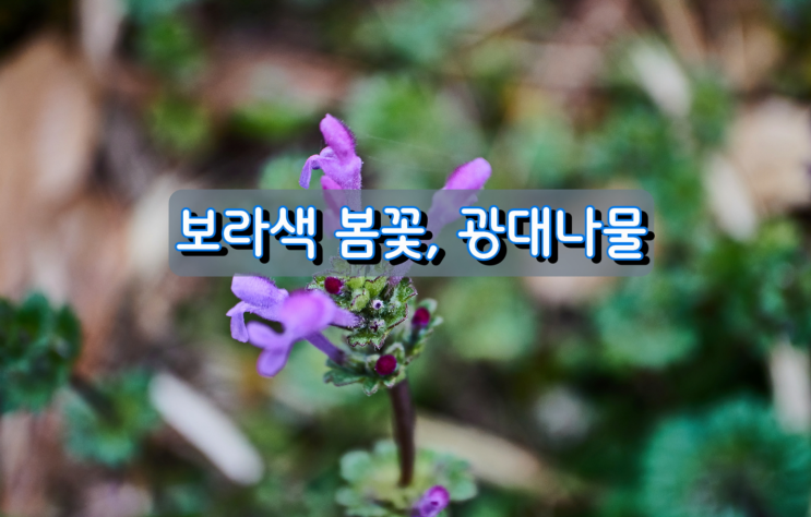 보라색 봄꽃, 광대나물