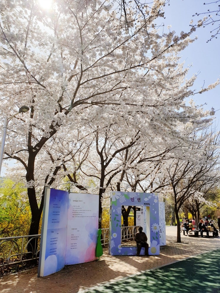  서울 벚꽃, 서울 벚꽃 명소인 서래 마을 피천득산책로에서 허밍웨이길까지, 서울 벚꽃 개화.