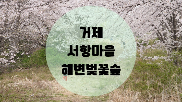  거제 벚꽃명소 서항마을 해변벚꽃숲