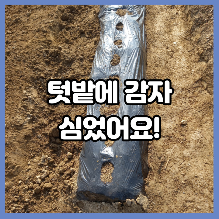  주말농장 텃밭에 감자 심었어요!