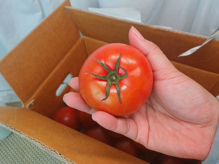  [더착한농부]대저짭짤이토마토로 요리하기 볶음밥이 이렇게 맛있다고?