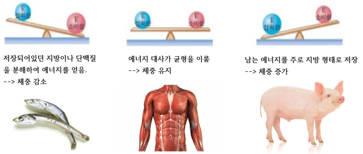  2-2. 에너지 대사와 기초 대사량