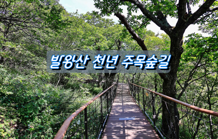 평창 용평리조트 발왕산 모나파크 천년 주목숲길