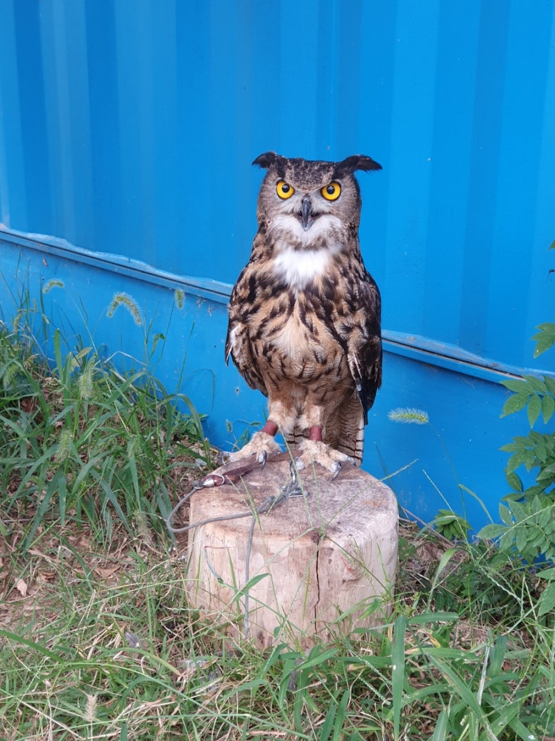 아이와 주말 나들이 추천_하남 아가새농장에서 가성비200% 대만족 앵무새 수리부엉이 까마귀 먹이주고 구경하기 : 네이버 블로그