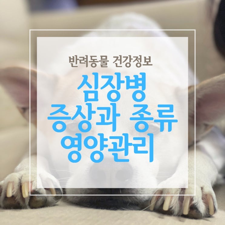  강아지 심장병 증상과 종류 그리고 영양관리!
