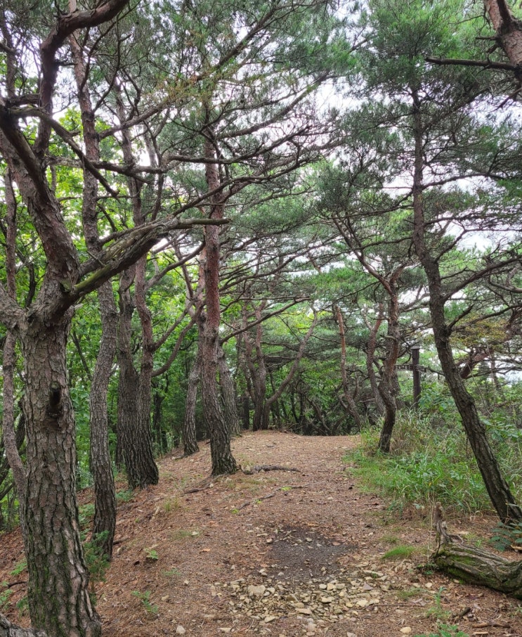  100대명산 플러스, 대전 갑하산 최단 코스 등산(갑동제1교~갑하산~원점)