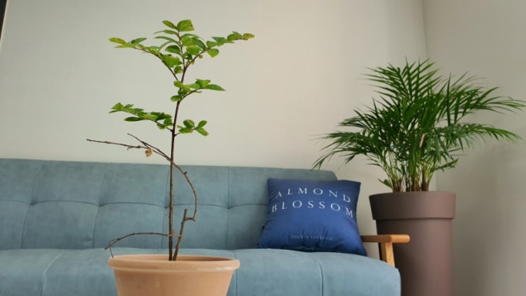  배롱나무 배롱나무 꽃말 그리고 홈가드닝 배롱나무 묘목 나무키우기 How to Grow Crape Myrtle (feat 목백일홍 꽃말)