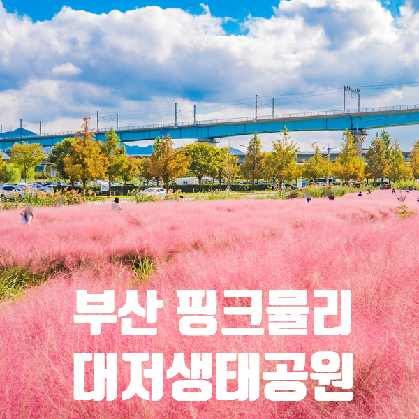 부산 대저생태공원 핑크뮬리 2번 주차장