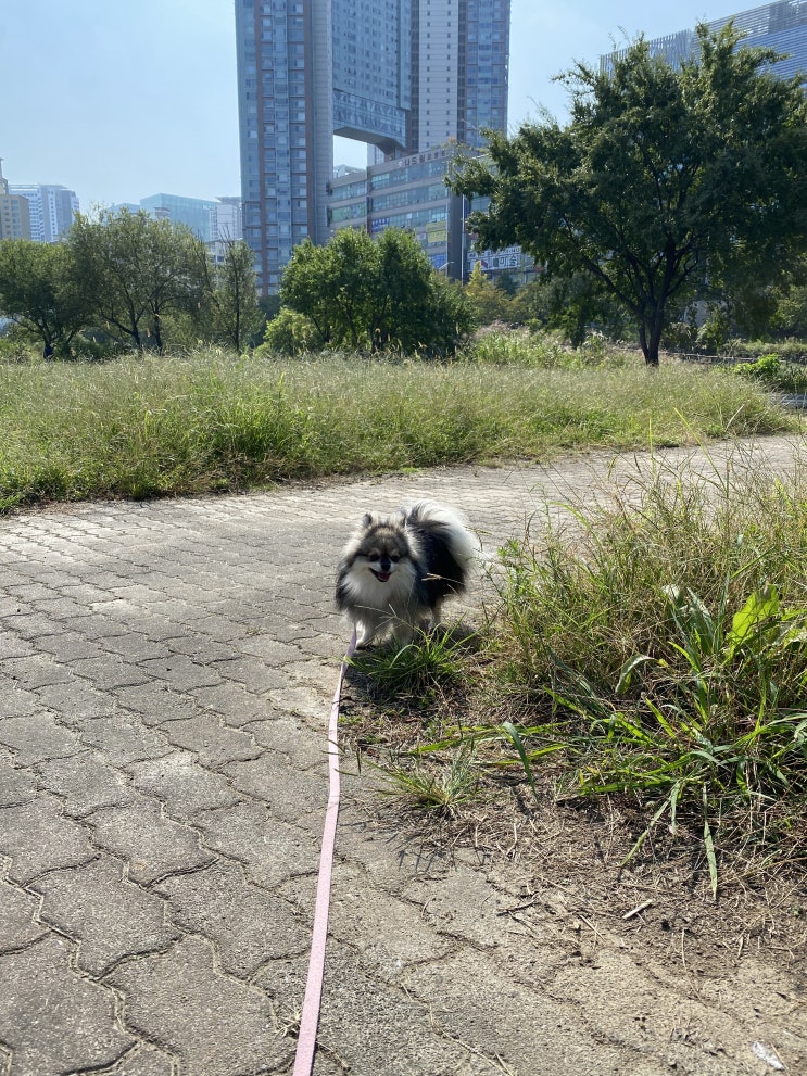 귀여운 꾸꾸의 가을날 일상