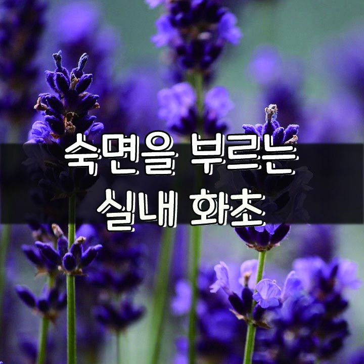  [숙면을 부르는 실내 화초]