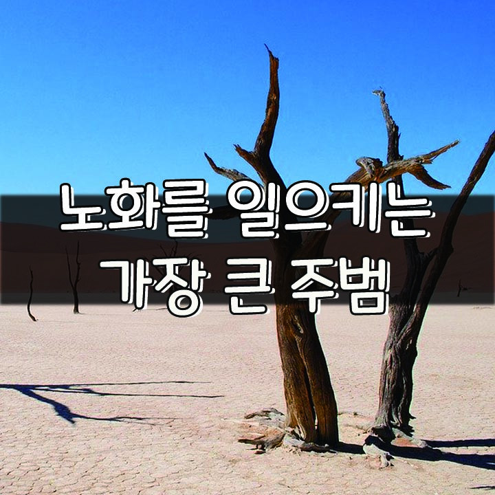  [노화를 일으키는 가장 큰 주범]