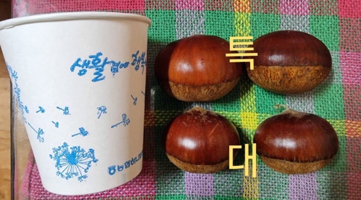  맛있는 청양칠갑산알밤 햇밤 저렴하게 농산물 구매하기! 크기 사이즈 비교 가격
