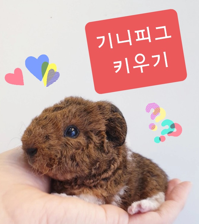 기니피그 키우기, 품종 - 기니의 종류 매력에 푹 빠져보세요! 기니피그 키우기, 품종 - 기니의 종류 매력에 푹 빠져보세요!