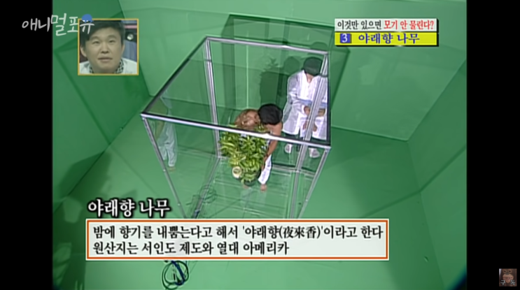  모기 안물리는법 모기퇴치 식물 아래향 나무