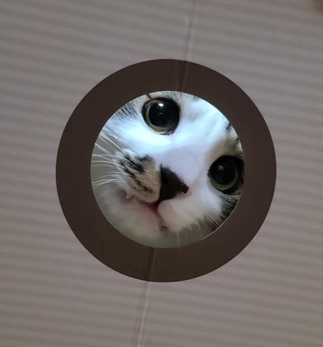 고양이키우기 필수용품 : 가또(GATO) 우유팩 고양이스크래쳐 고양이키우기 필수용품 : 가또(GATO) 우유팩 고양이스크래쳐