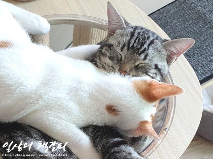  <2인2묘 라이프> 2021. 10. 1. 사랑이 넘치는 고양이